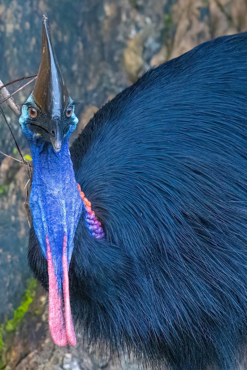 Southern Cassowary - ML620795750