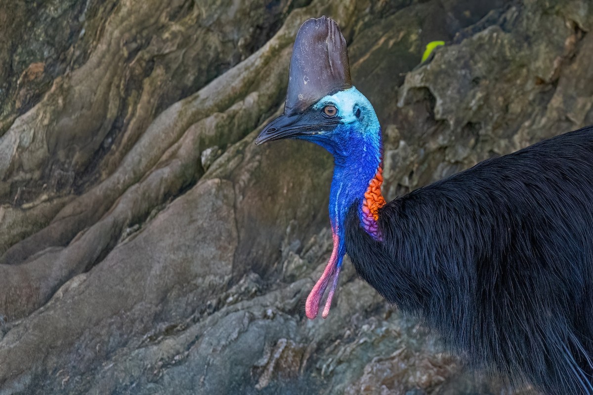 Southern Cassowary - ML620795751