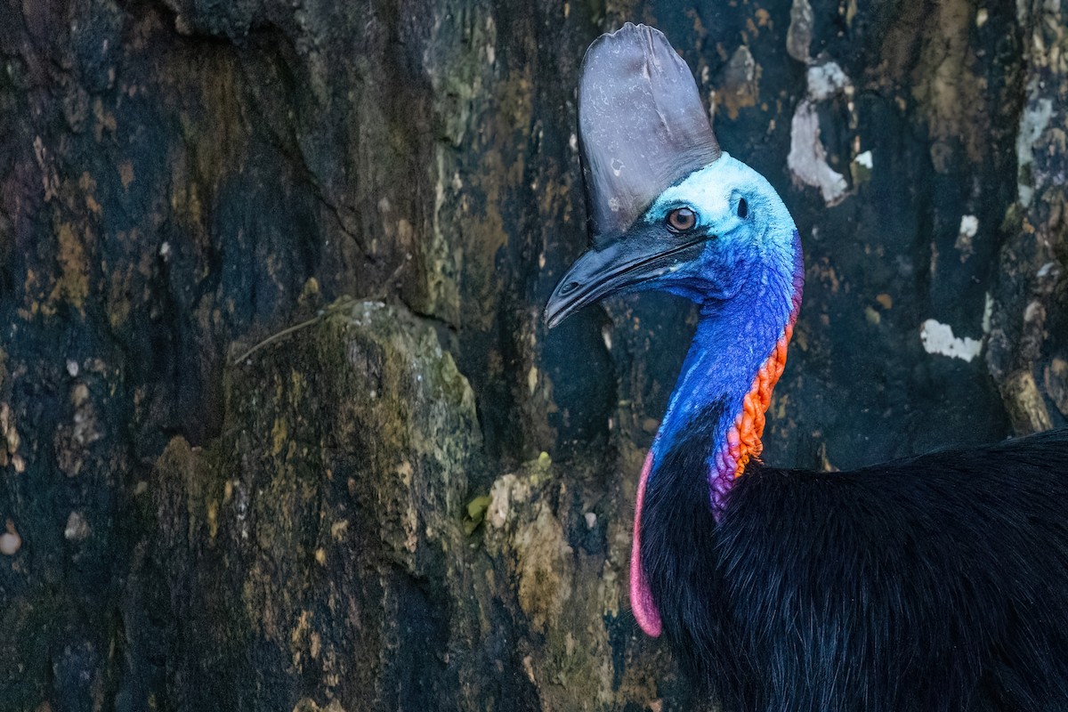 Southern Cassowary - ML620795752