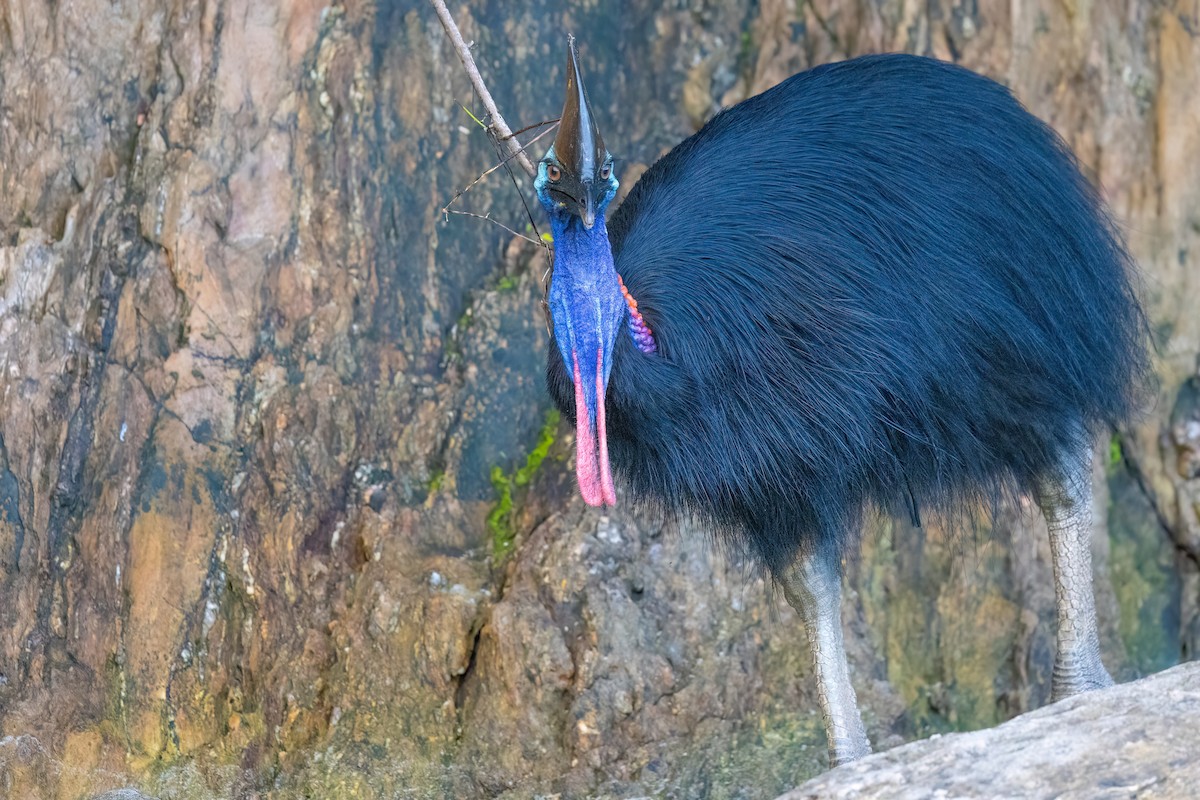 Southern Cassowary - ML620795754