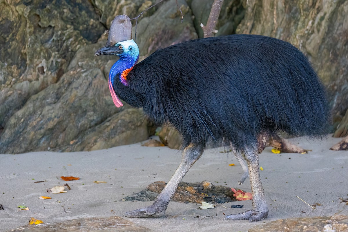 Southern Cassowary - ML620795755