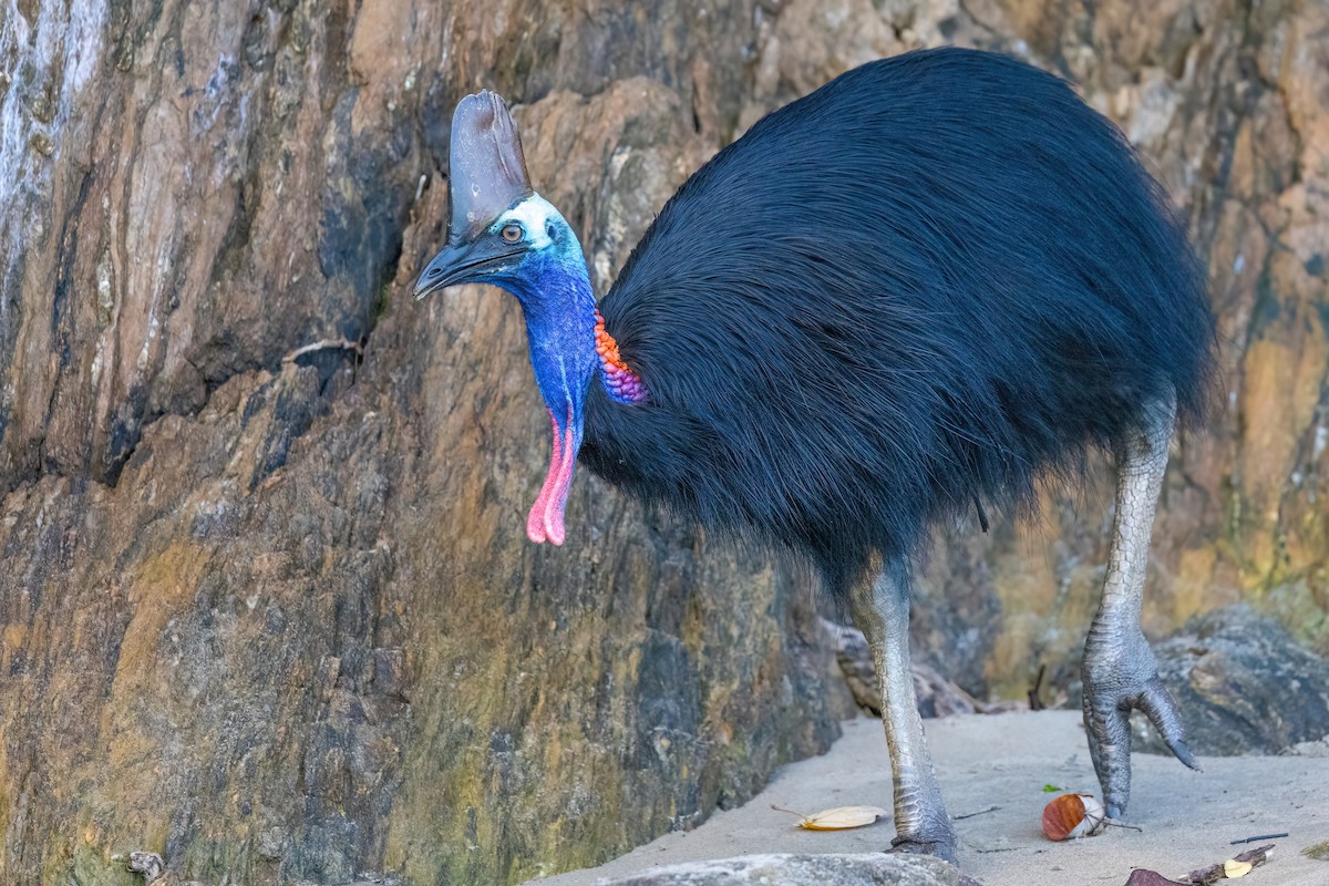 Southern Cassowary - ML620795759