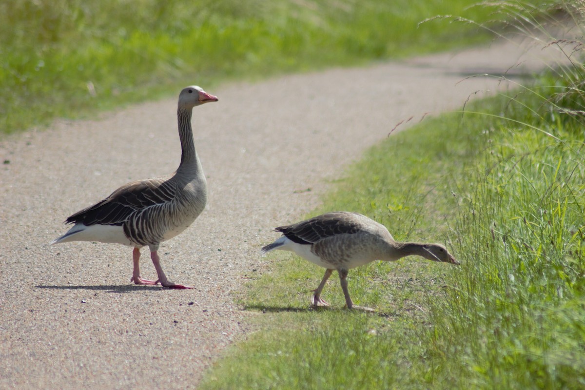 Graylag Goose - ML620795762