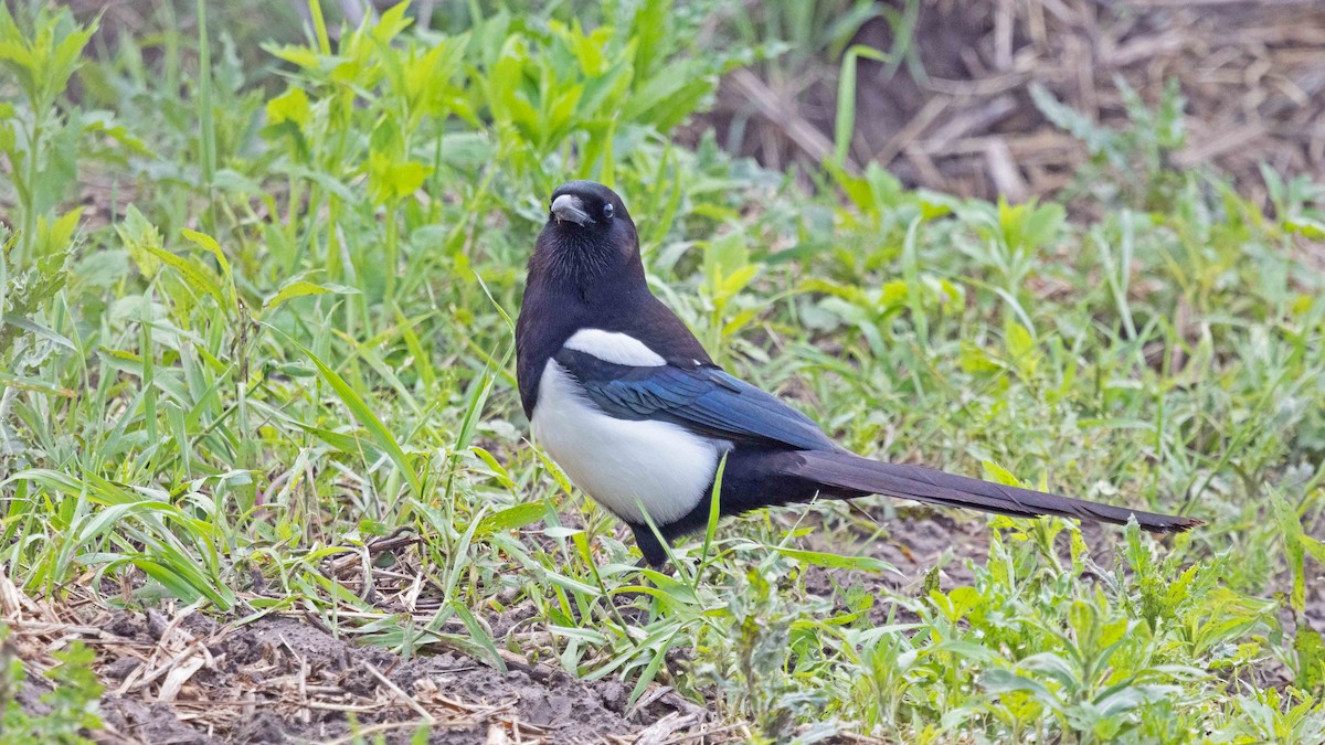 Black-billed Magpie - ML620795763