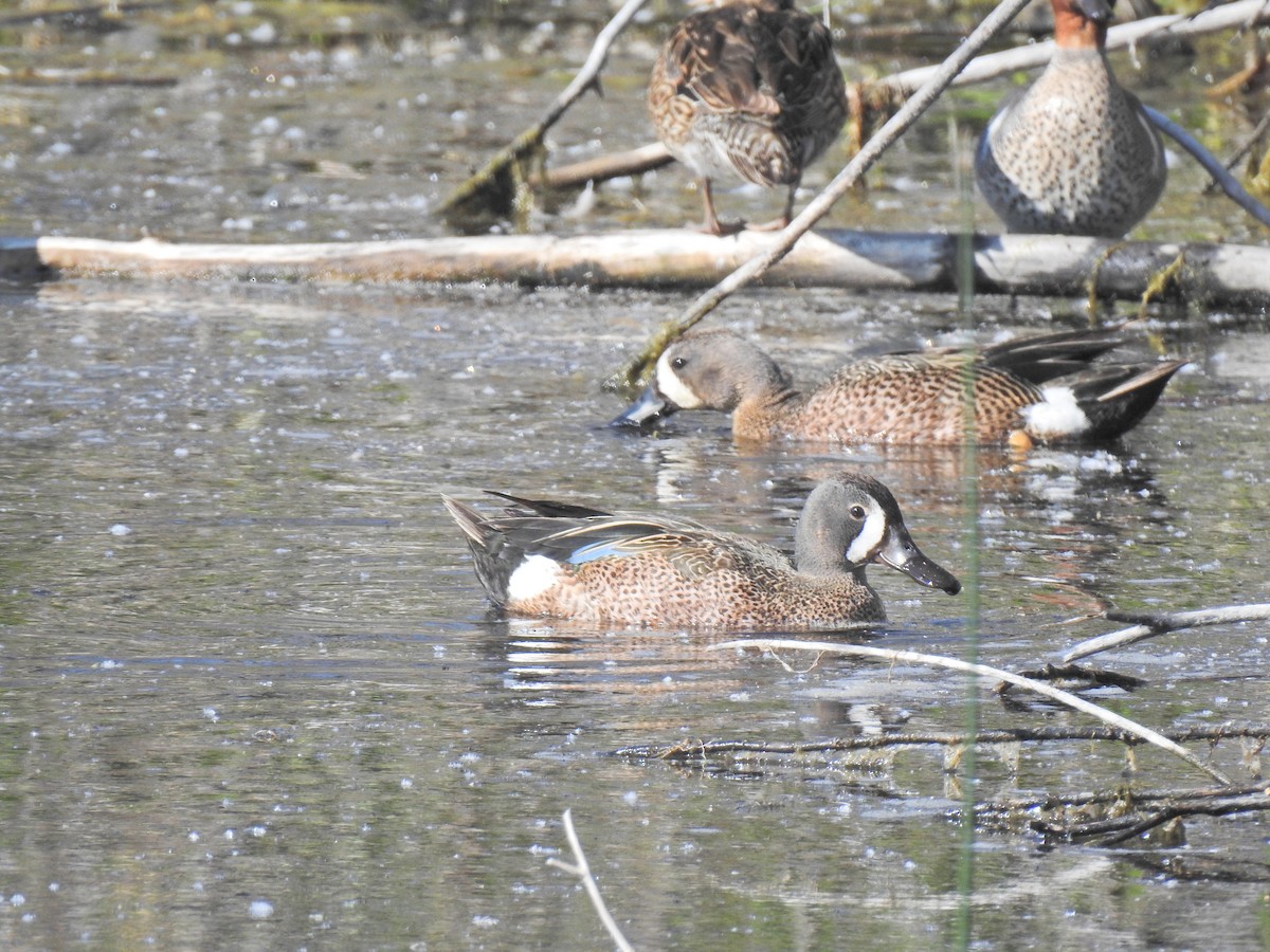 Blue-winged Teal - ML620795771