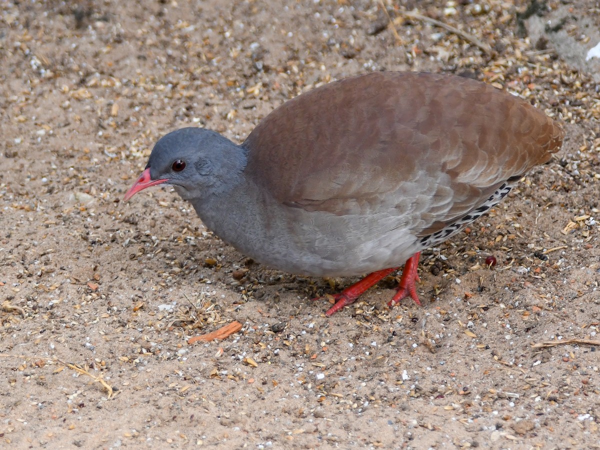 Small-billed Tinamou - ML620795777