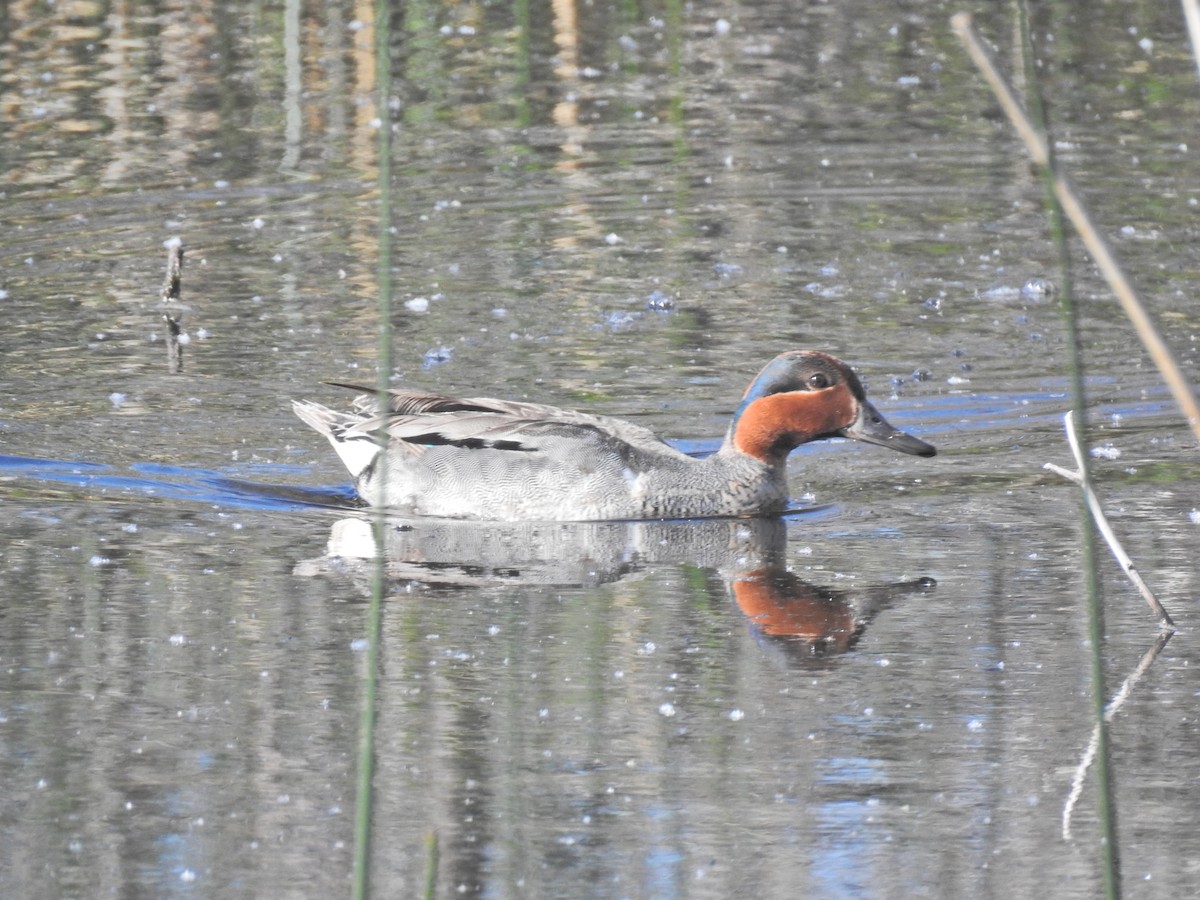 Green-winged Teal - ML620795785