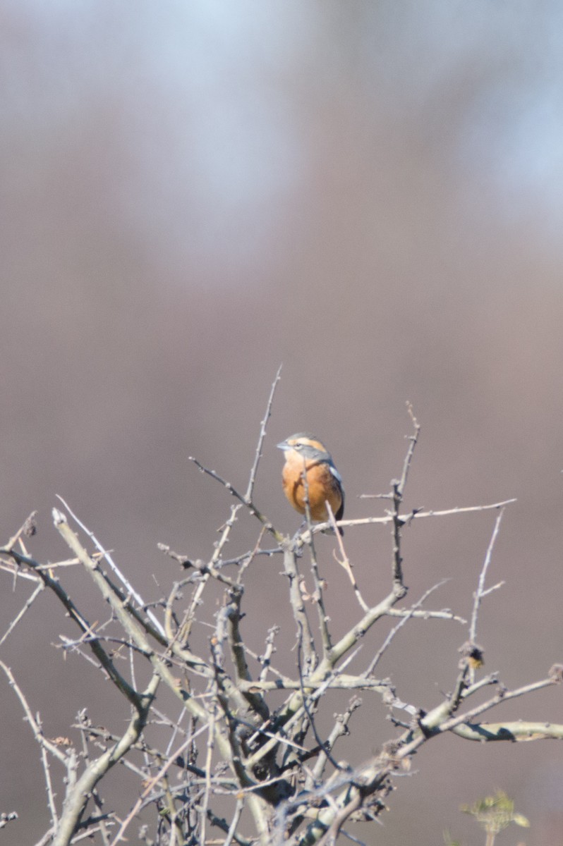 Cinnamon Warbling Finch - ML620795789