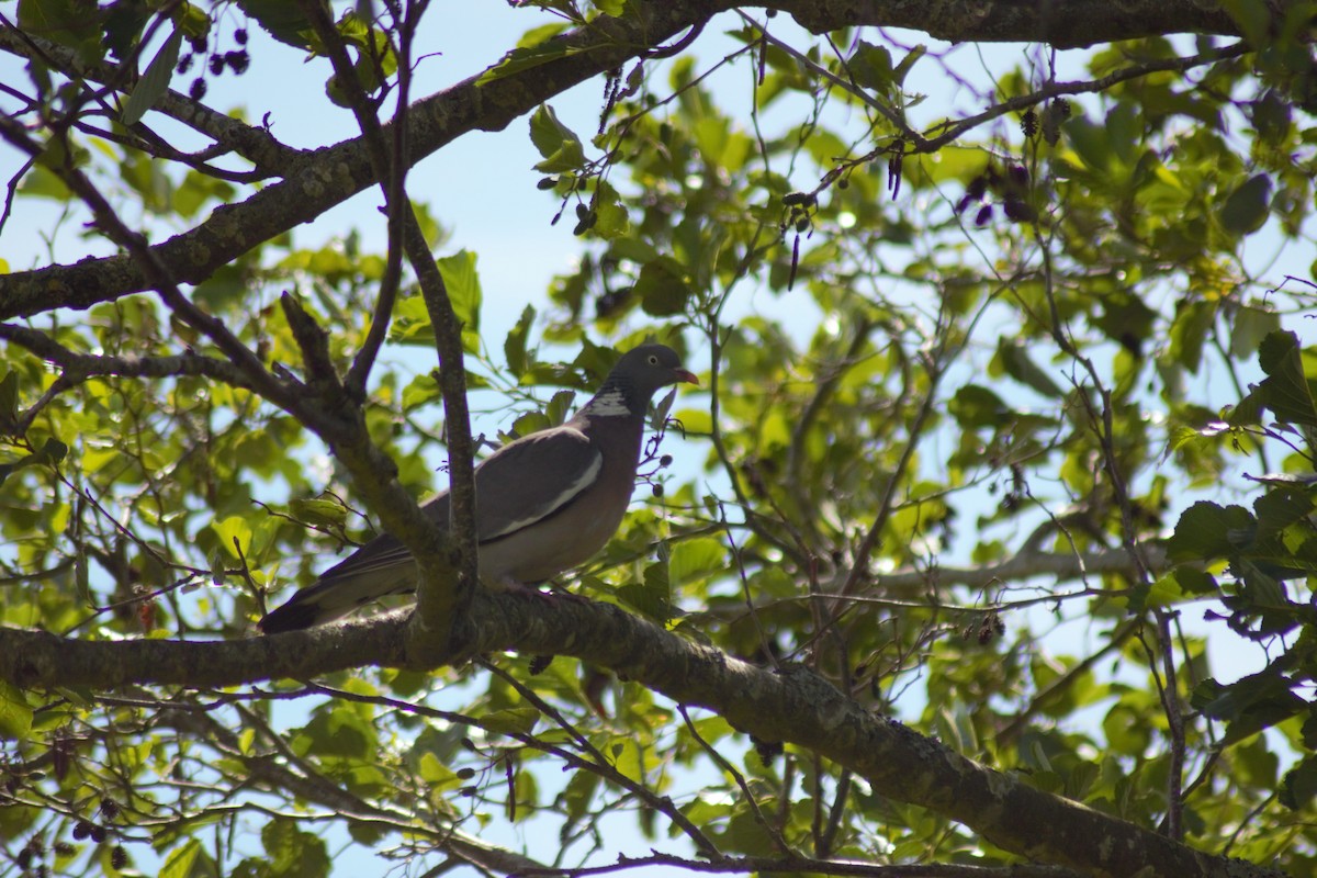 Common Wood-Pigeon - ML620795791