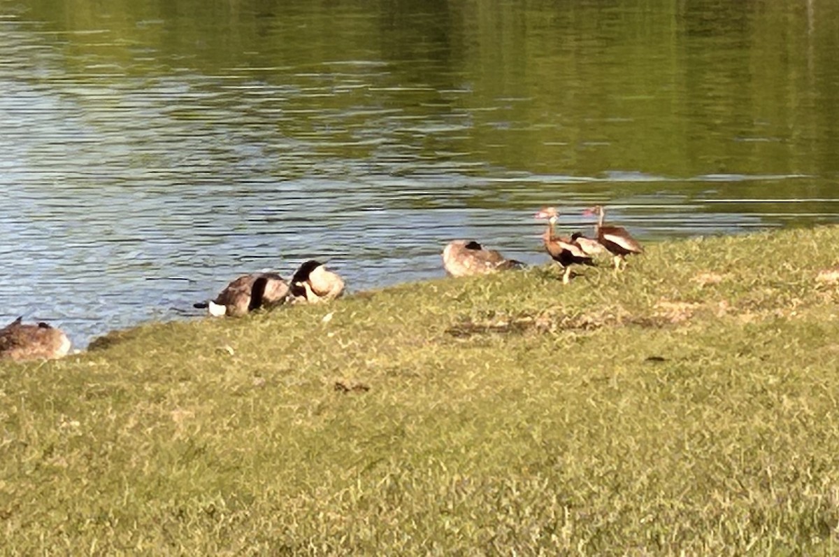 Black-bellied Whistling-Duck - Kathleen Wann