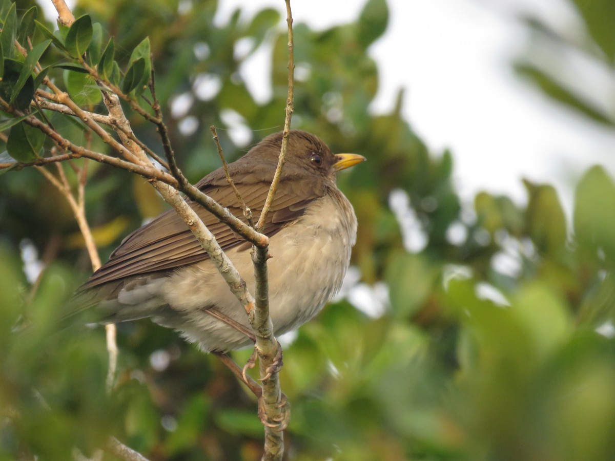 Creamy-bellied Thrush - ML620795801