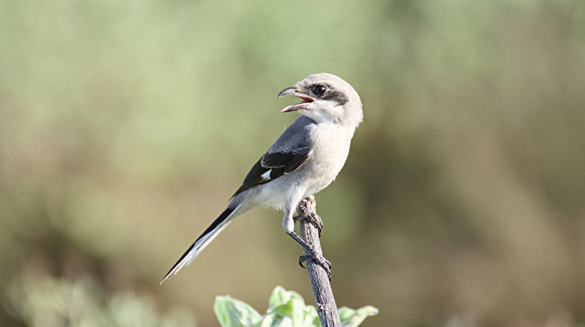 Loggerhead Shrike - ML620795804