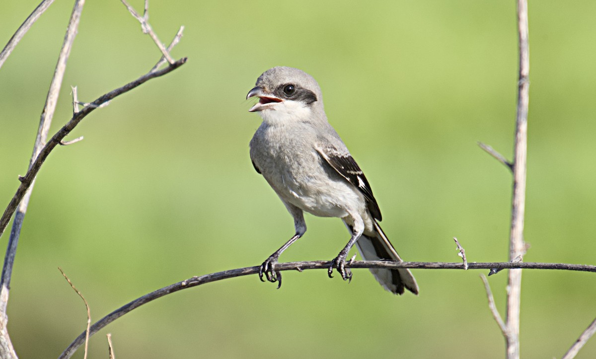 Loggerhead Shrike - ML620795805