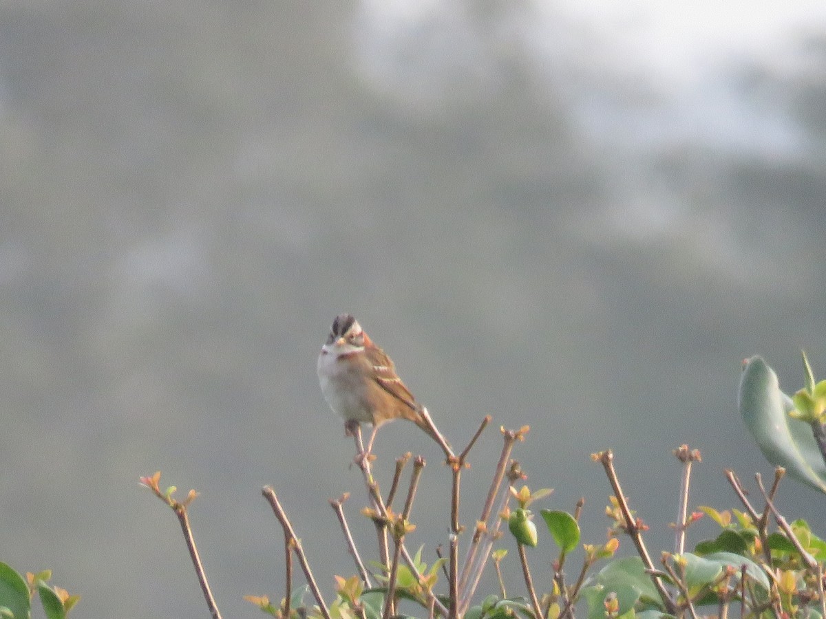 Rufous-collared Sparrow - ML620795811