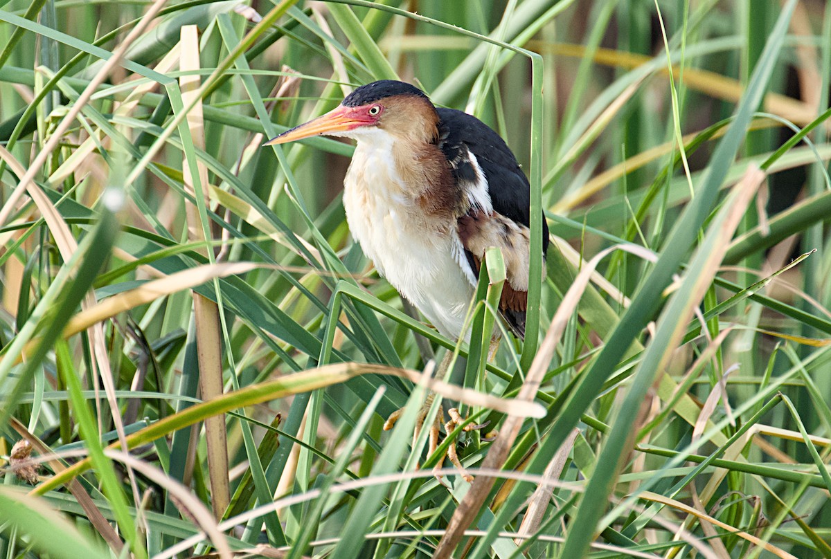 Least Bittern - ML620795813