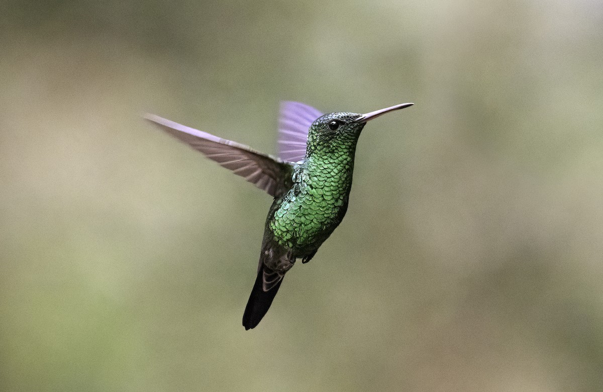 Steely-vented Hummingbird - ML620795814