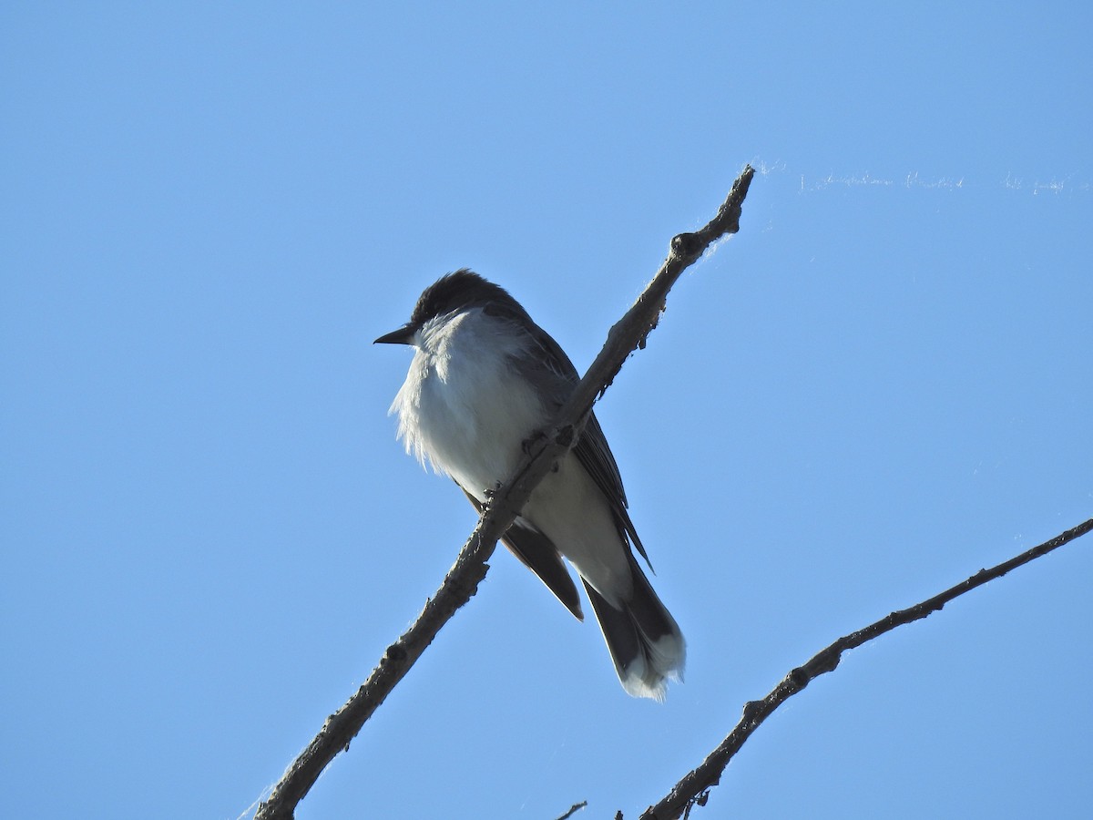 Eastern Kingbird - ML620795817