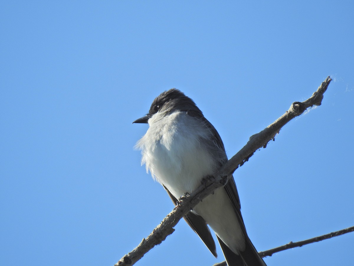 Eastern Kingbird - ML620795820