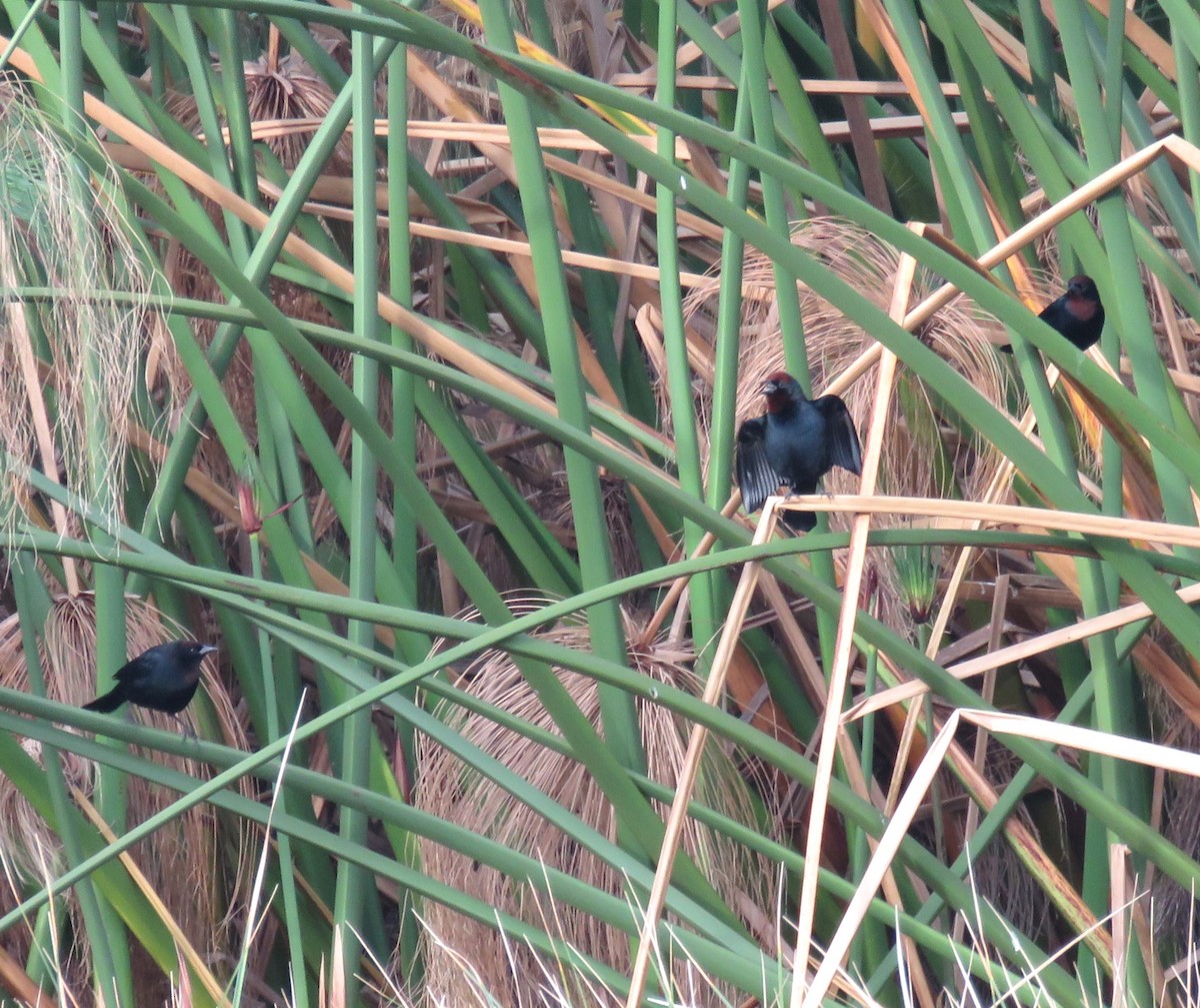 Chestnut-capped Blackbird - ML620795826