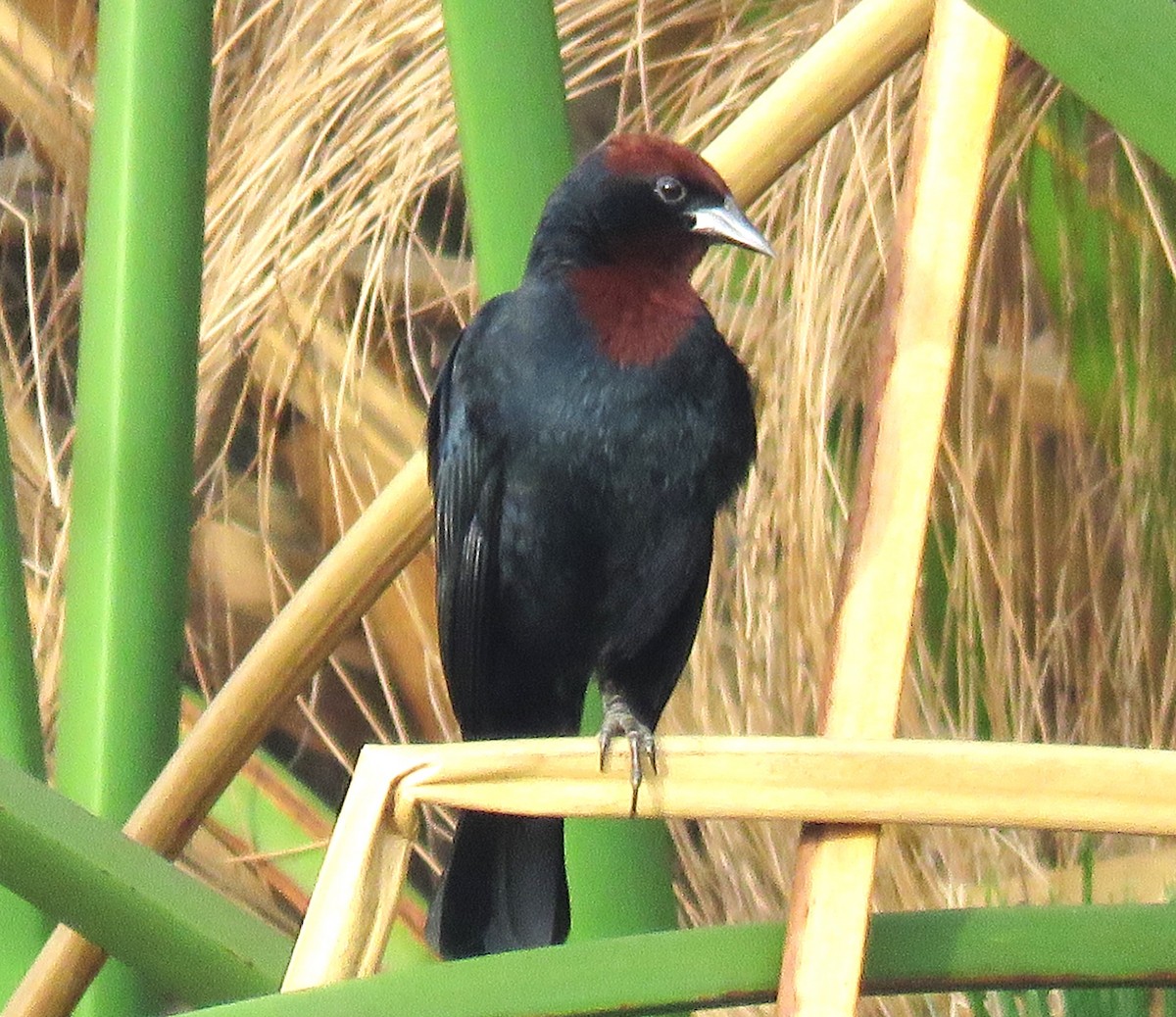 Chestnut-capped Blackbird - Letícia Matheus Baccarin