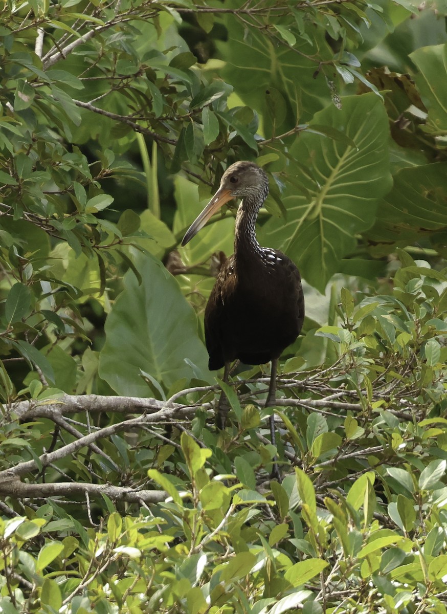 Limpkin (Brown-backed) - ML620795828