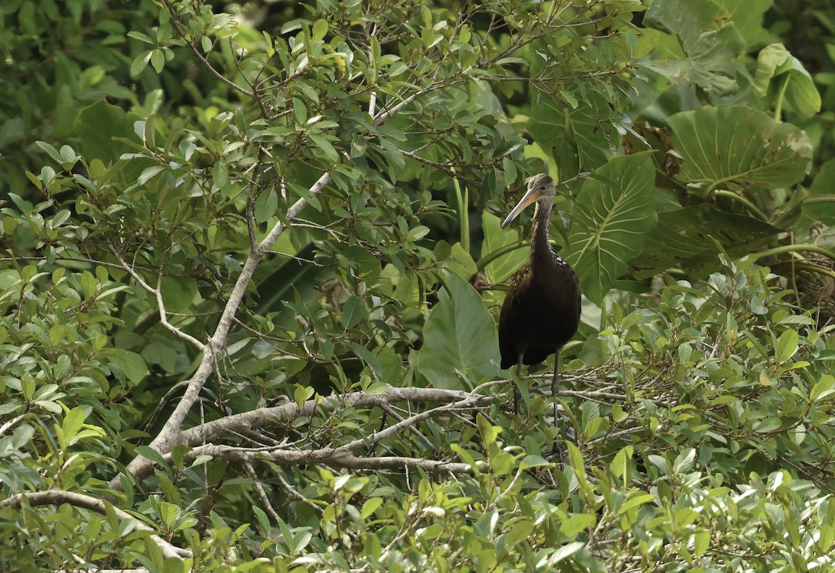 Limpkin (Brown-backed) - ML620795829