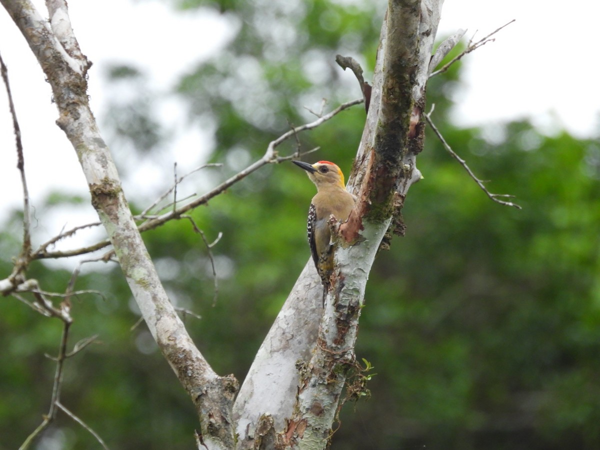 Hoffmann's Woodpecker - ML620795830