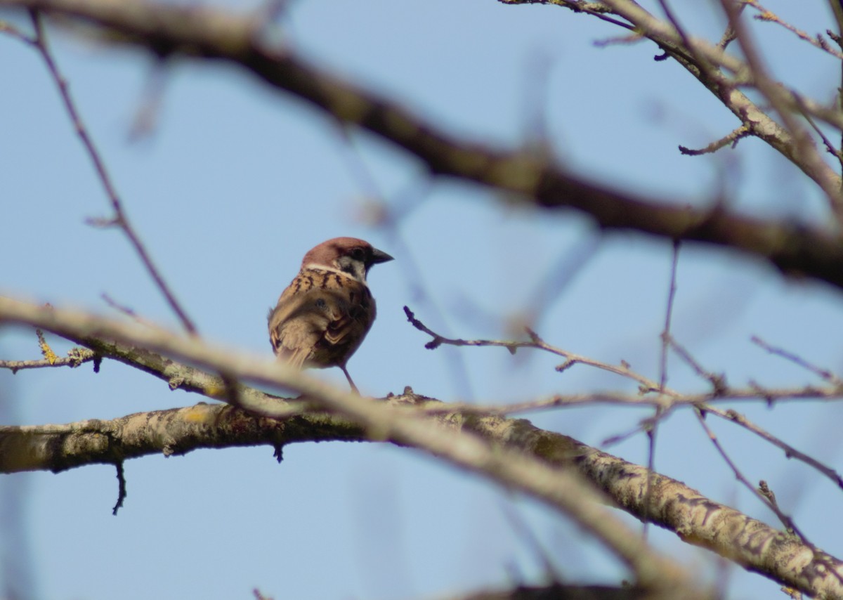 Eurasian Tree Sparrow - ML620795833