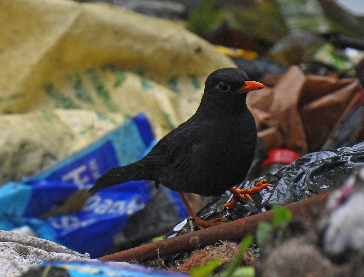 Indian Blackbird - ML620795843