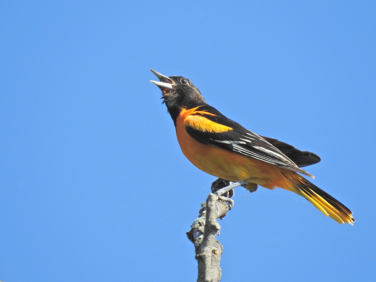 Baltimore Oriole - ML620795845