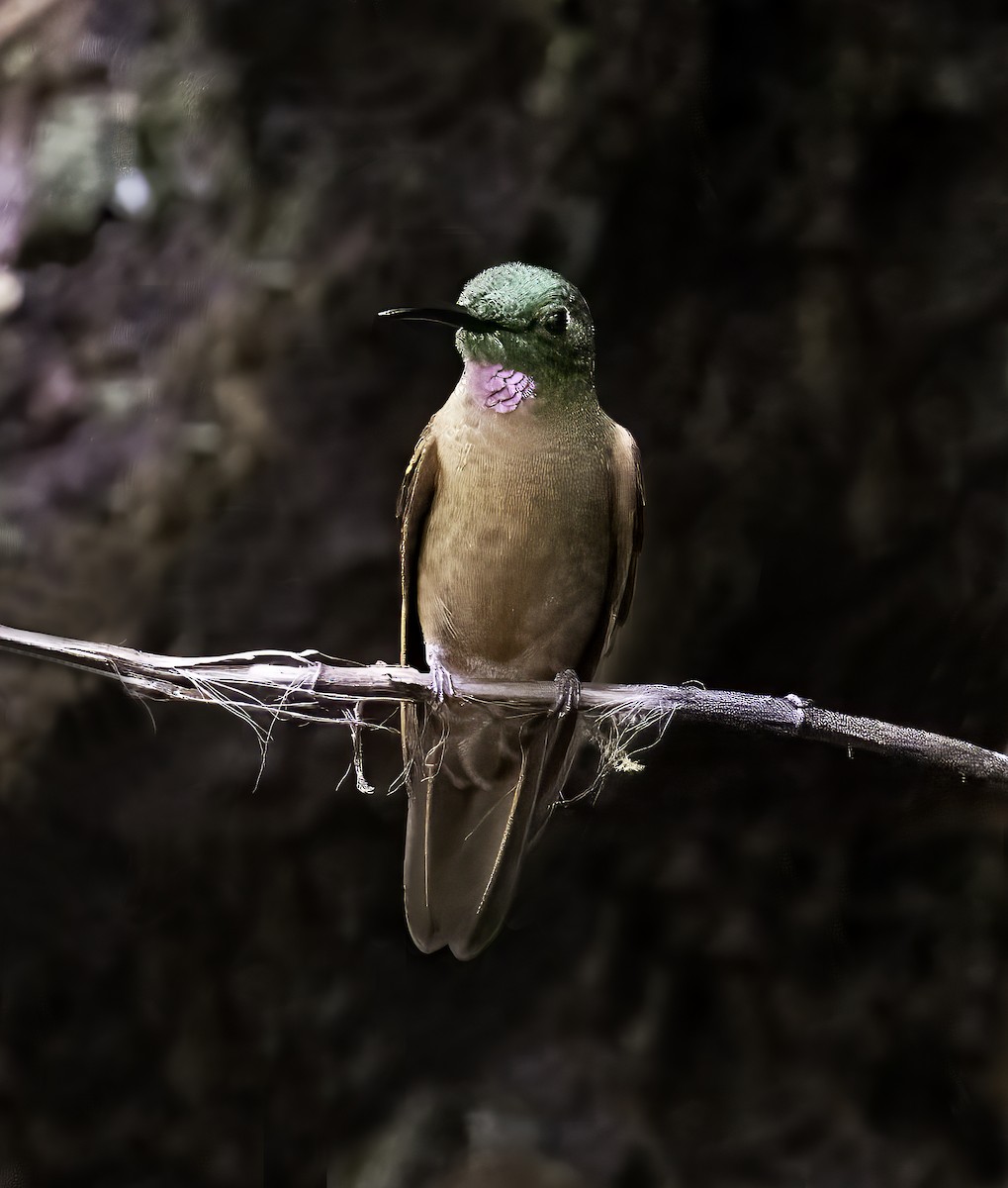 Fawn-breasted Brilliant - Leo Wiznitzer