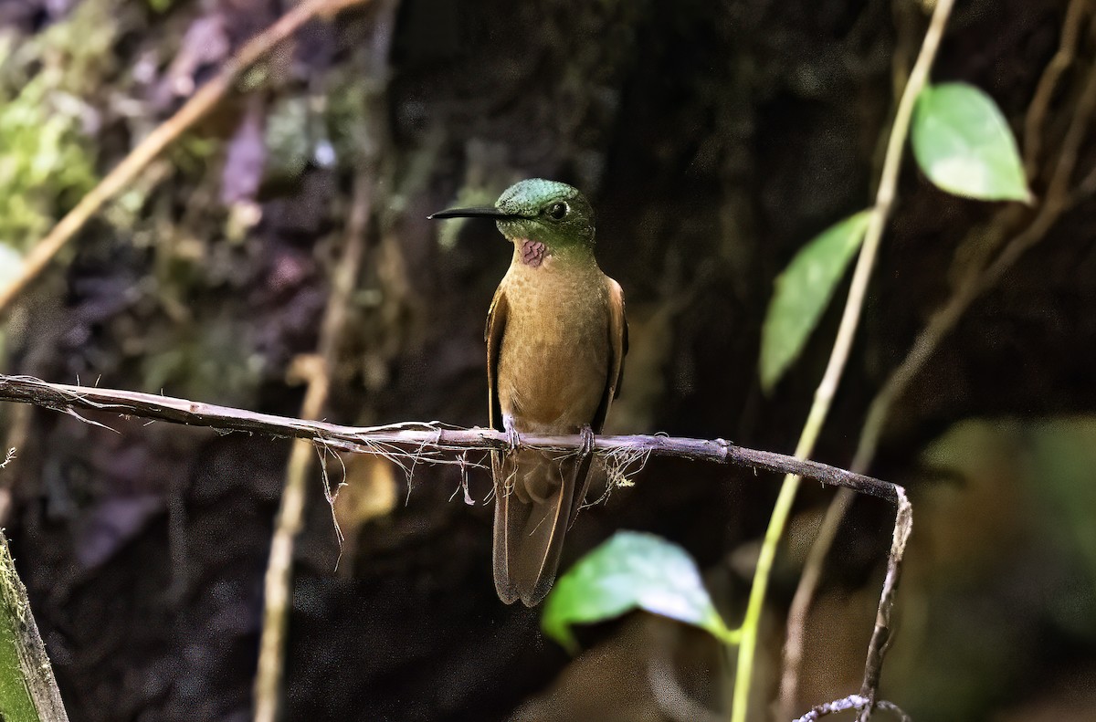 Fawn-breasted Brilliant - ML620795852