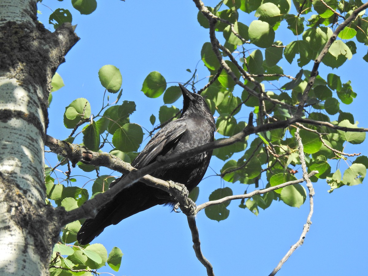 American Crow - ML620795857