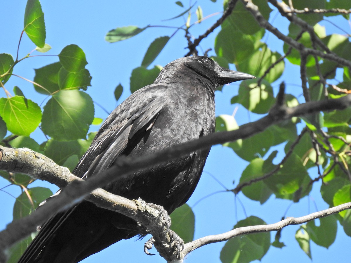 American Crow - ML620795859