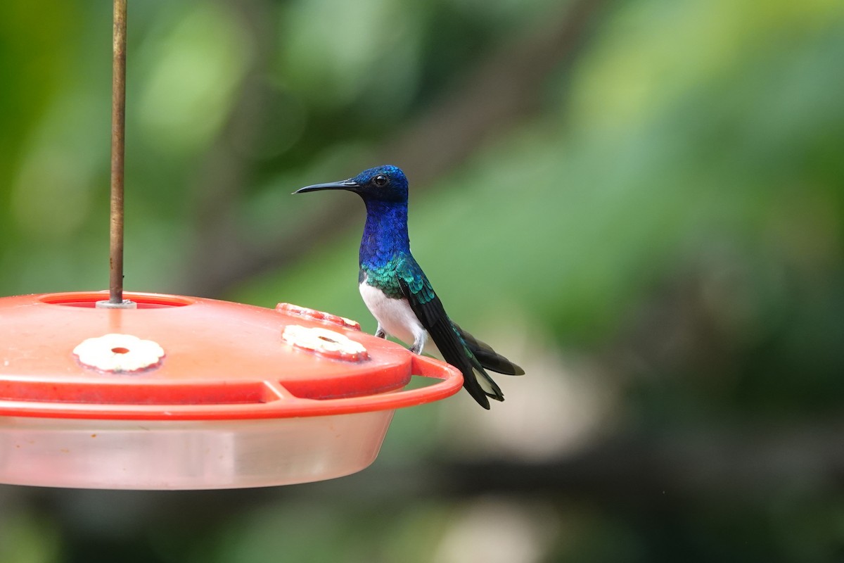 White-necked Jacobin - Toby Holmes