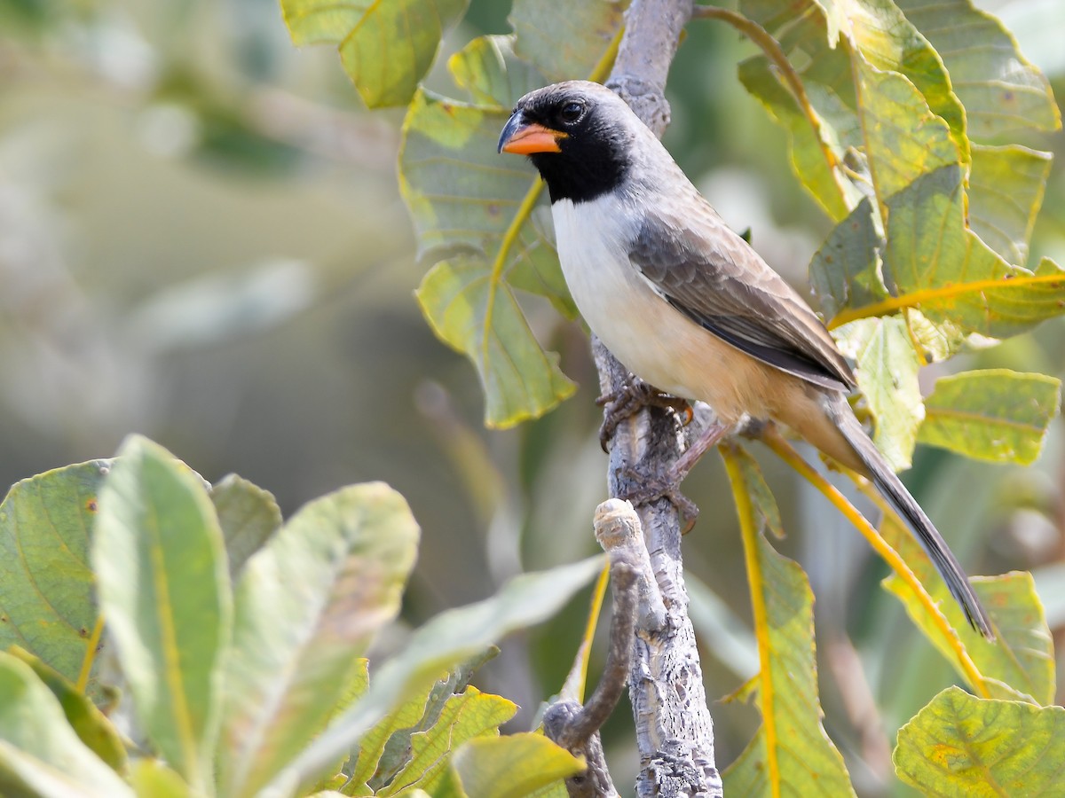 Black-throated Saltator - ML620795863