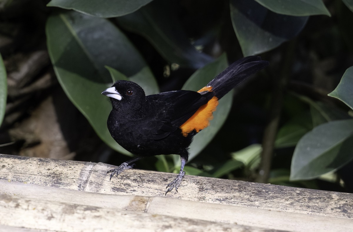 Flame-rumped Tanager - ML620795866