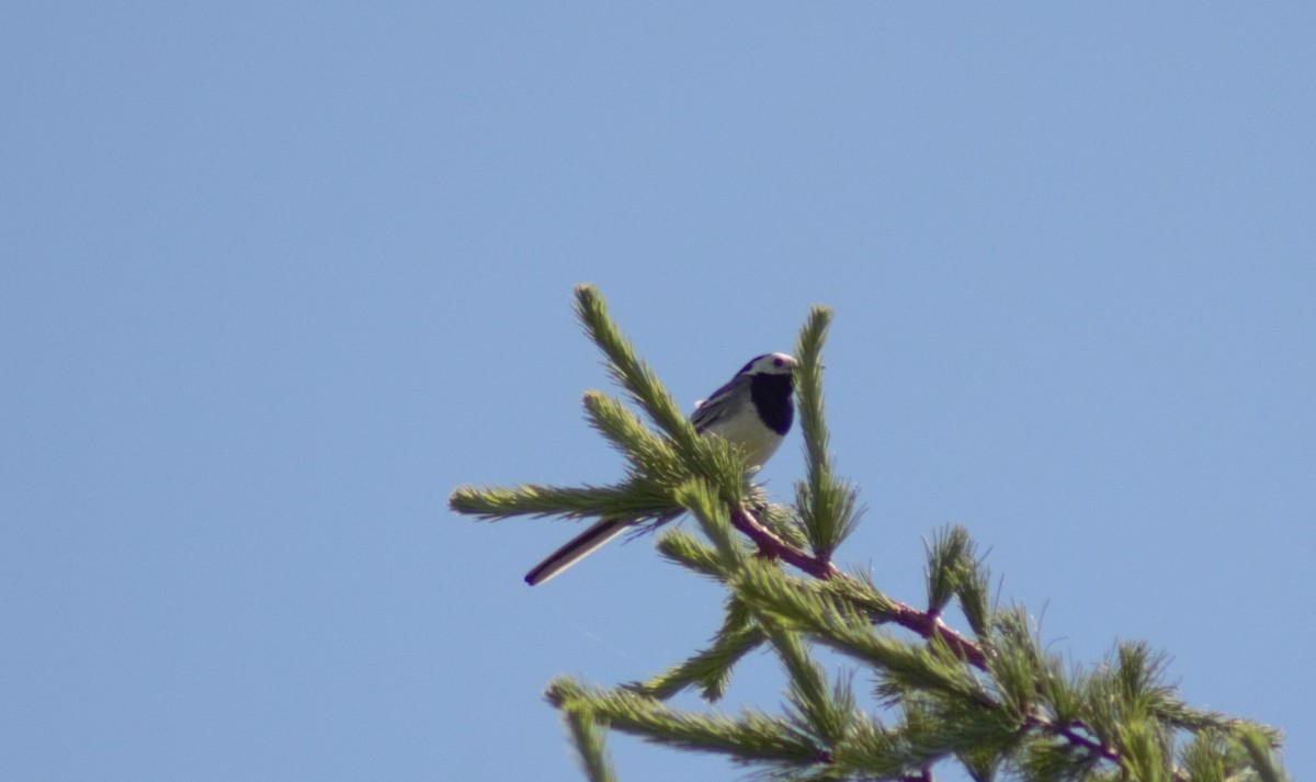 White Wagtail - ML620795867