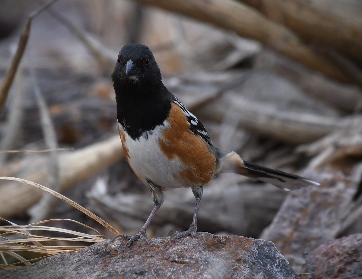 Spotted Towhee - ML620795869