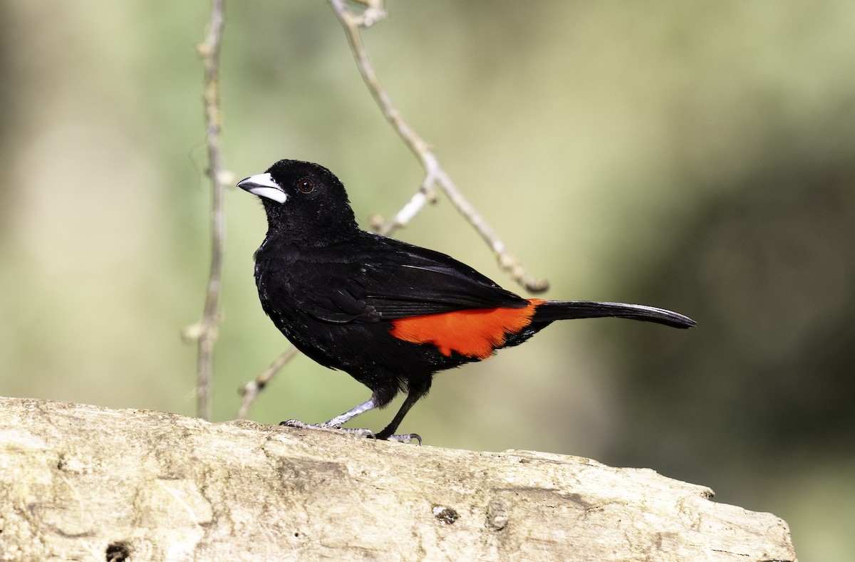 Flame-rumped Tanager - ML620795870