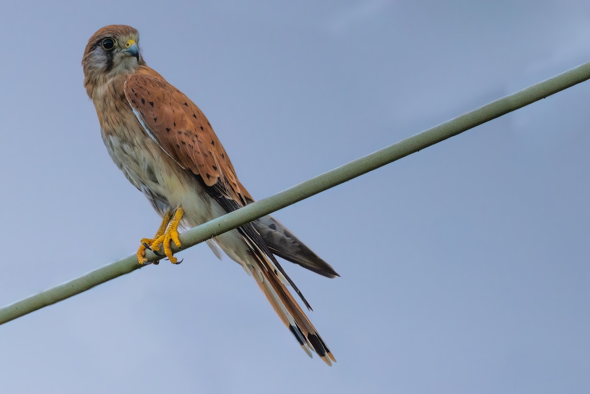 Nankeen Kestrel - ML620795871