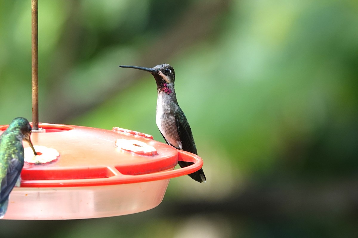 Long-billed Starthroat - ML620795874