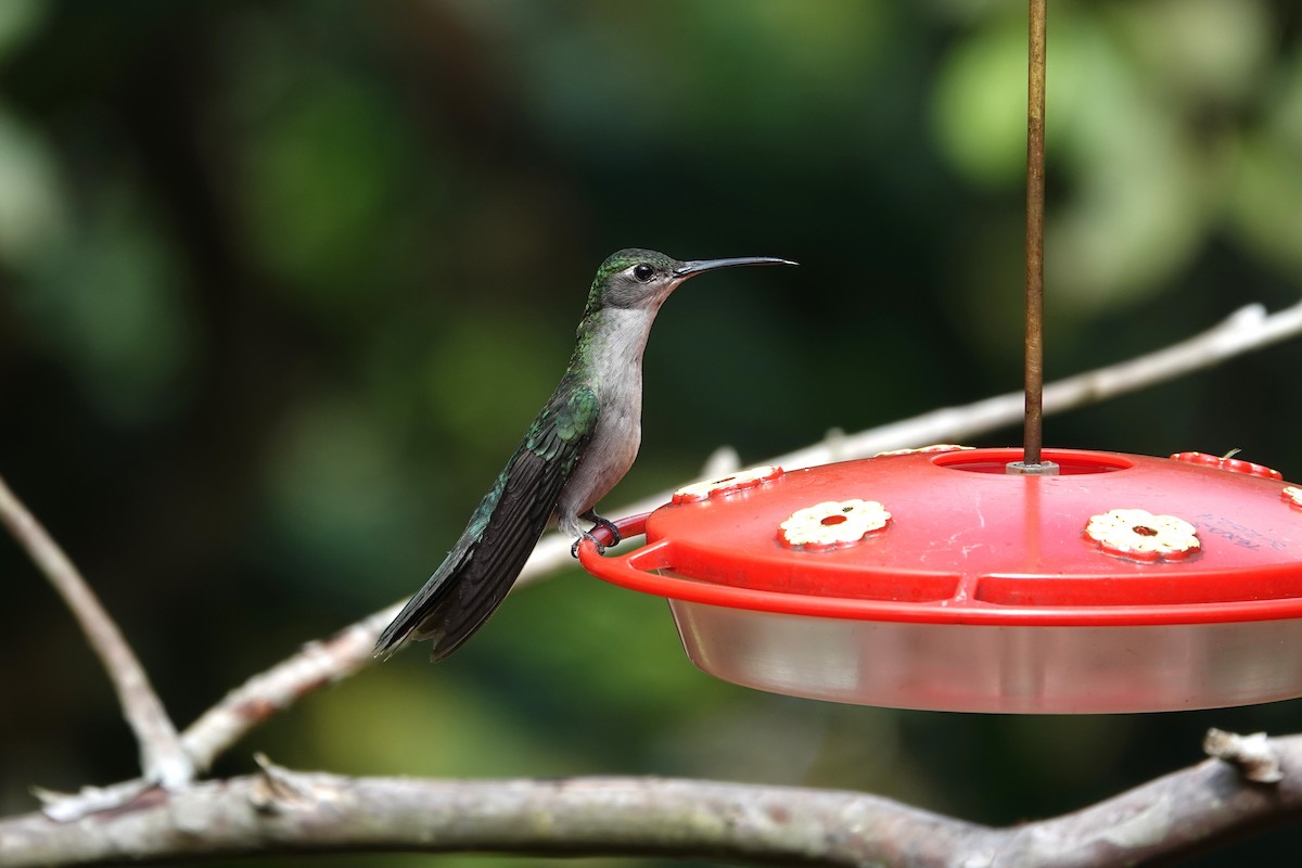 Gray-breasted Sabrewing - ML620795877