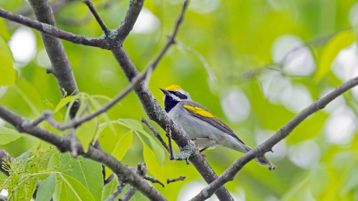 Golden-winged Warbler - ML620795880