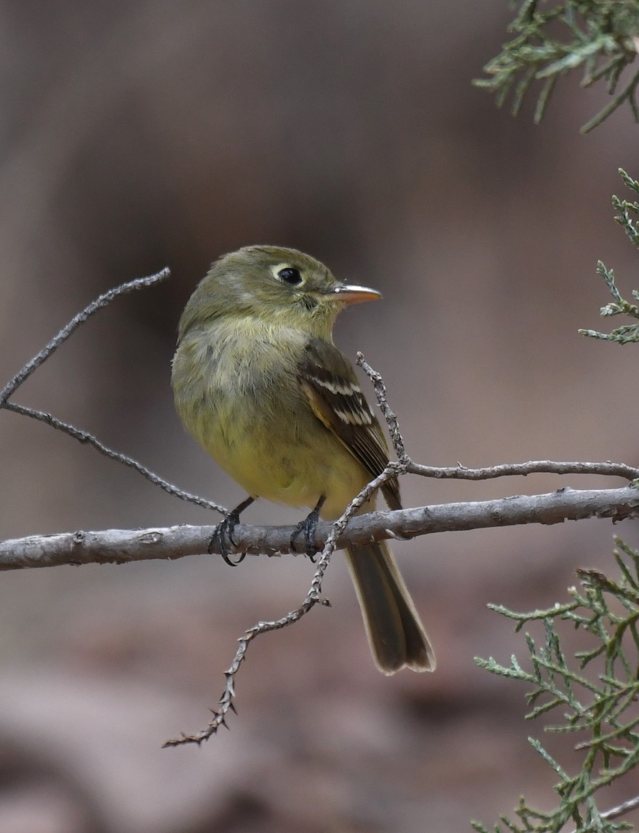 Western Flycatcher - ML620795888