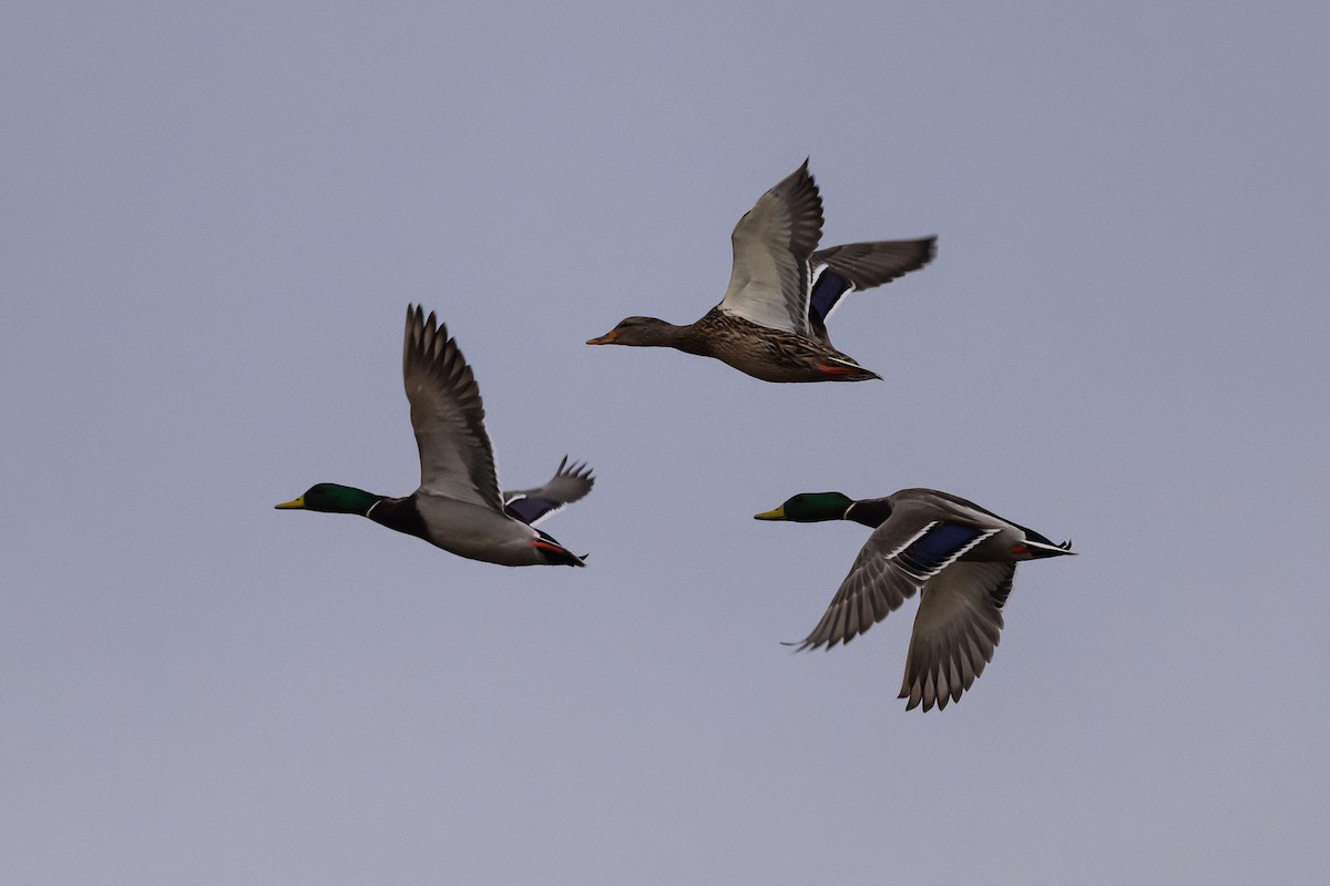 Mallard - ML620795889