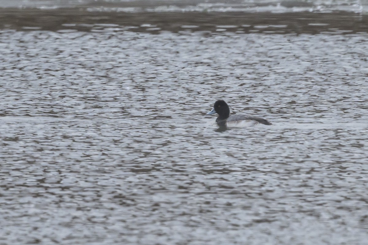 Lesser Scaup - ML620795891