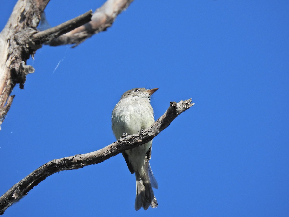 Least Flycatcher - ML620795892