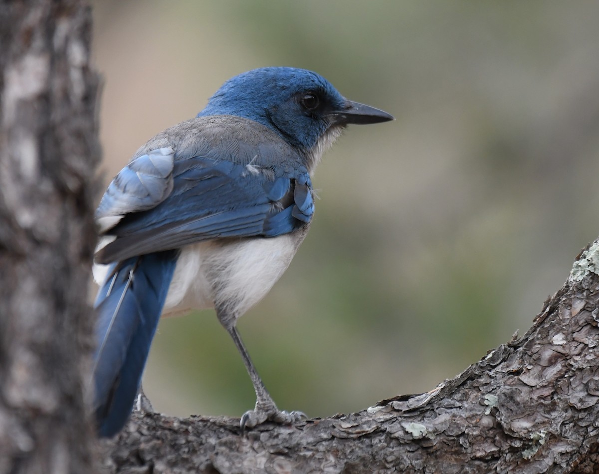 Mexican Jay - ML620795895