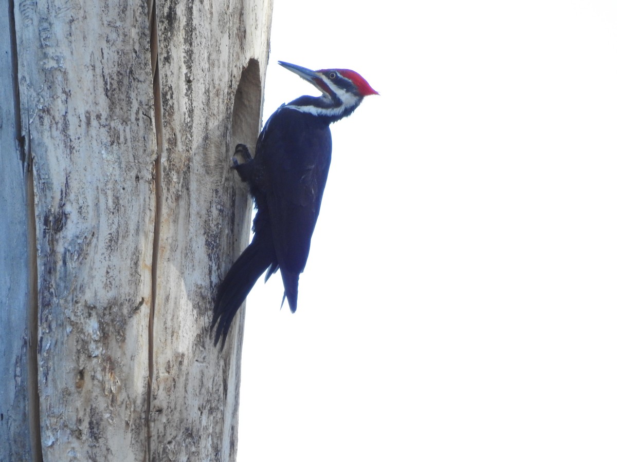 Pileated Woodpecker - ML620795902